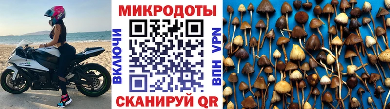 Галлюциногенные грибы Psilocybine cubensis  Таганрог 